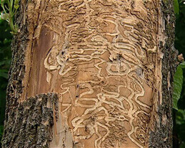 Arbolab aide le contrôle l'agrile du frêne