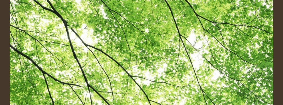 Arboriste au service des arbres